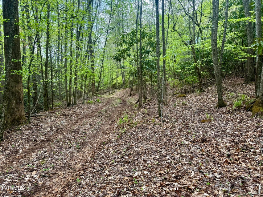Photo #5: 57.67/Ac Tbd Powder Branch Road