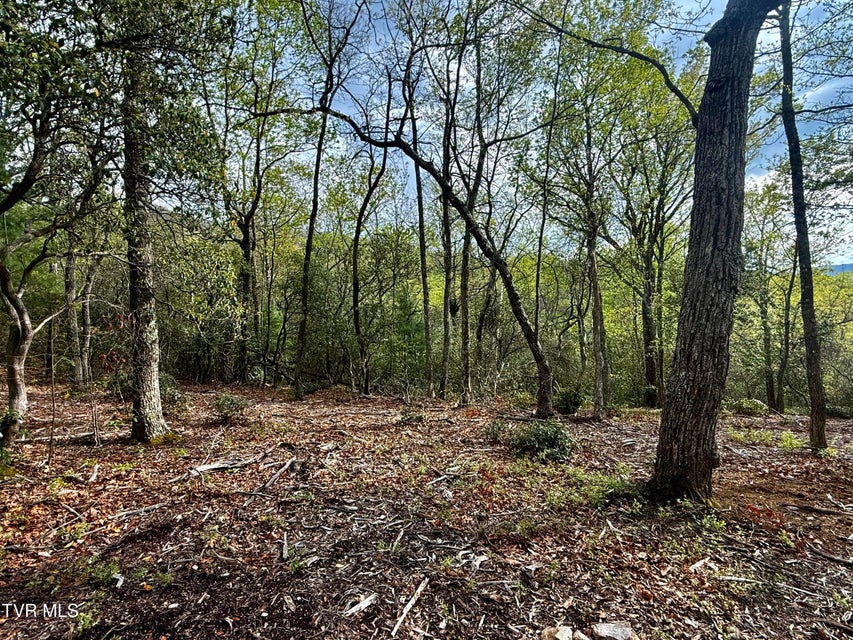 Photo #7: 57.67/Ac Tbd Powder Branch Road