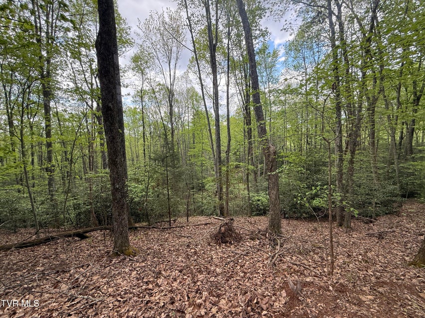Photo #10: 57.67/Ac Tbd Powder Branch Road