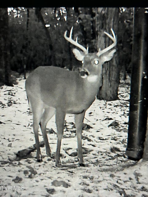 Photo #13: 57.67/Ac Tbd Powder Branch Road