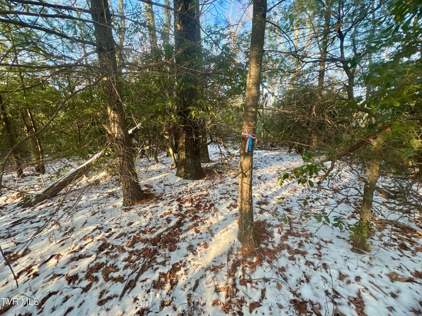 Photo #17: 57.67/Ac Tbd Powder Branch Road
