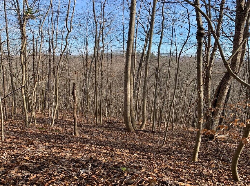Photo #3: Lot 161 Whistle Valley Road