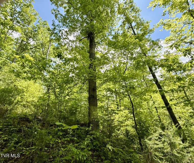 Photo #13: 47/Ac Tbd Enoch Rd
