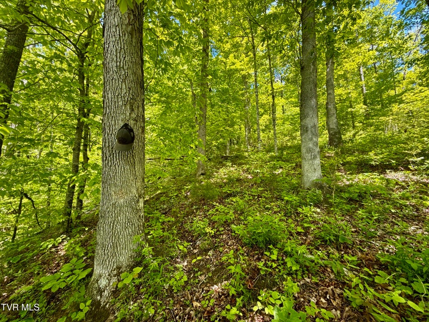 Photo #14: 47/Ac Tbd Enoch Rd