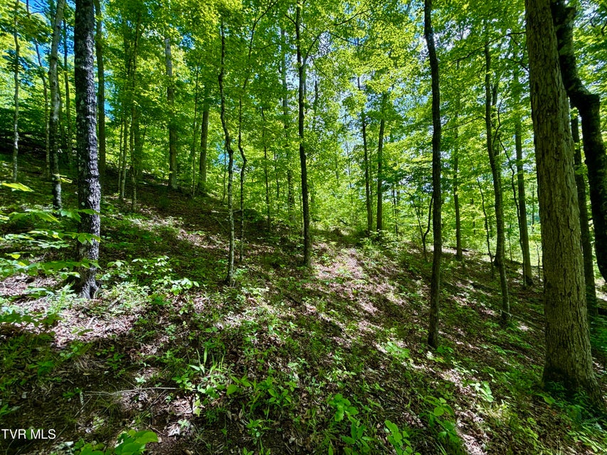 Photo #18: 47/Ac Tbd Enoch Rd