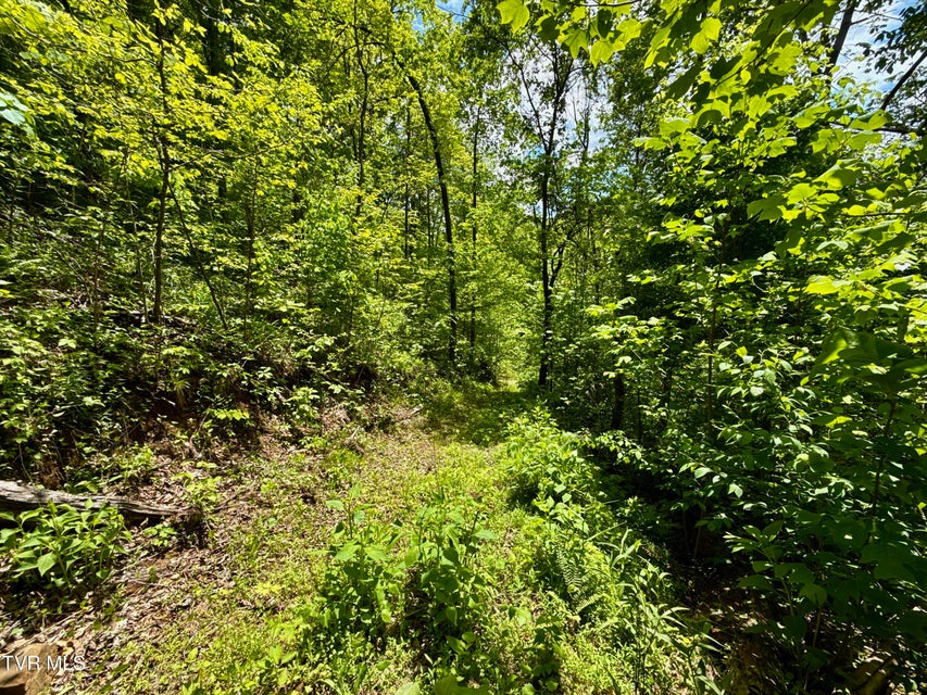 Photo #20: 47/Ac Tbd Enoch Rd