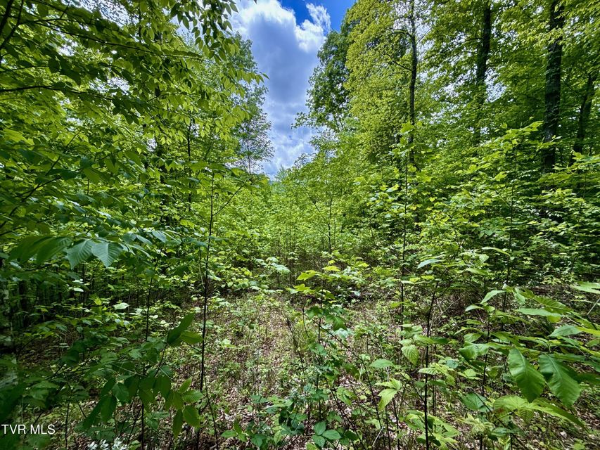 Photo #21: 47/Ac Tbd Enoch Rd