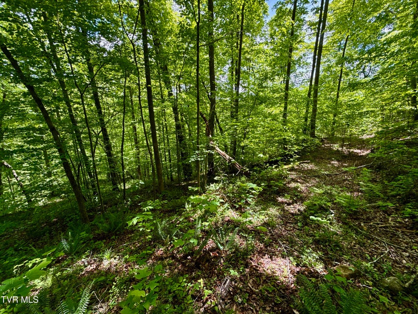 Photo #22: 47/Ac Tbd Enoch Rd