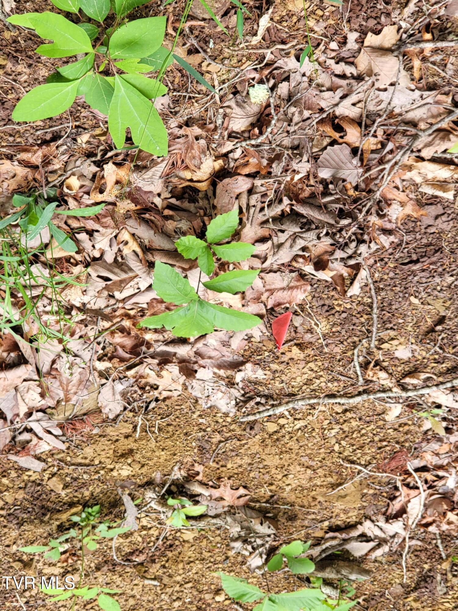 Photo #5: 2065 Dyer Hollow Road