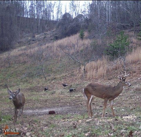 Photo #54: 773 Greear Lane