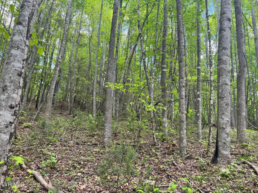 Photo #31: 4090 Old Asheville Highway