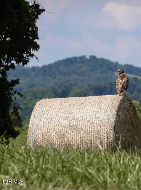 Photo #24: 501 Williams Road