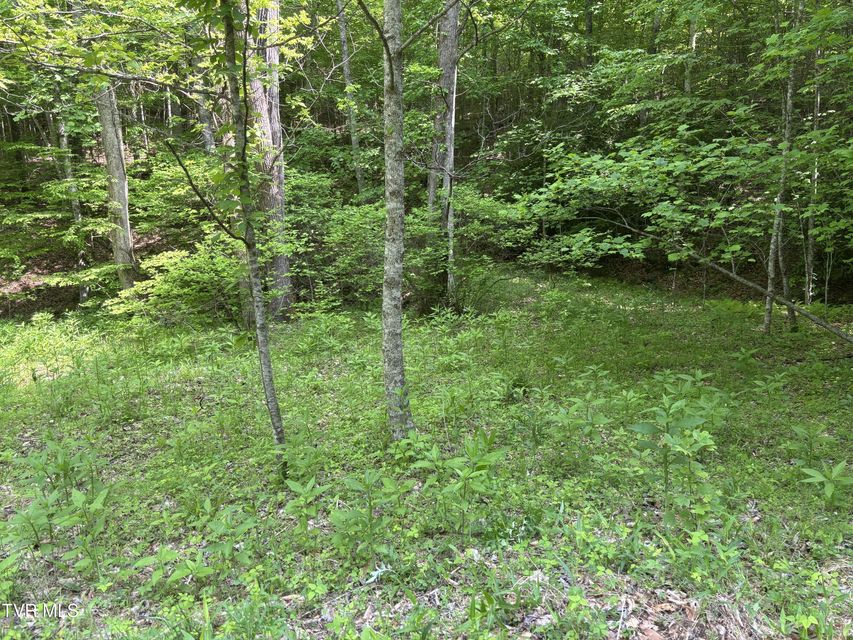 Photo #6: Lot 6b Of Roan Creek Road