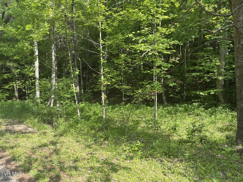 Photo #8: Lot 6b Of Roan Creek Road