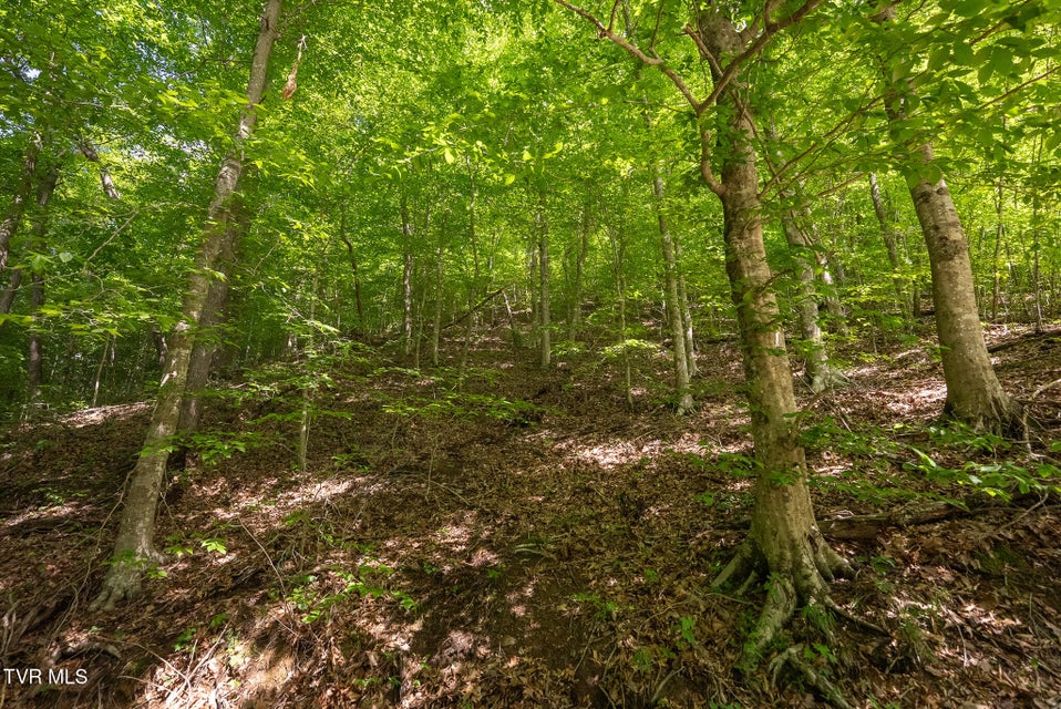 Photo #56: 632 Jacobs Hollow Road