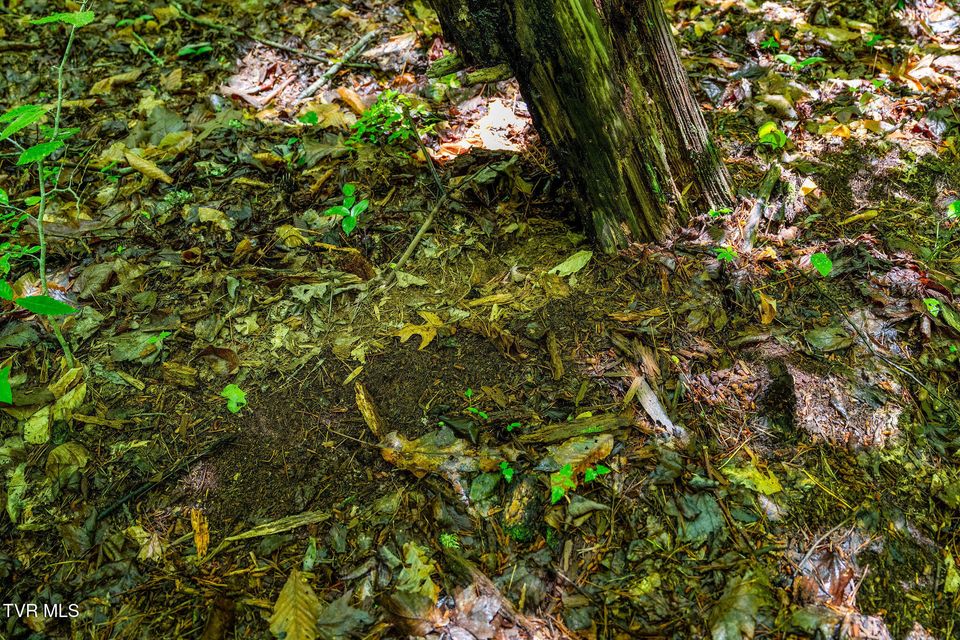 Photo #32: 2039 War Valley Road