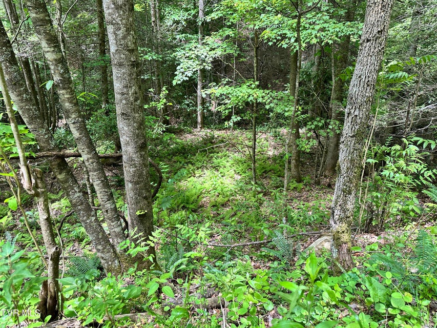 Photo #25: Tbd Buffalo Hollow Road