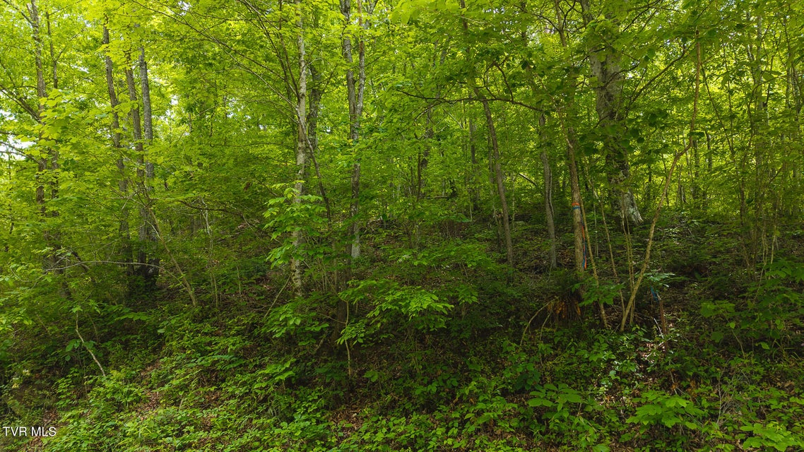 Photo #14: 0 Avondale Hollow Road
