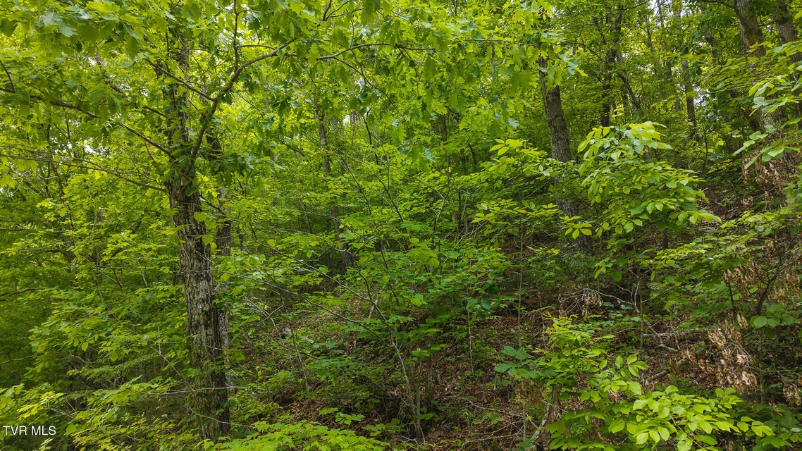 Photo #15: 0 Avondale Hollow Road