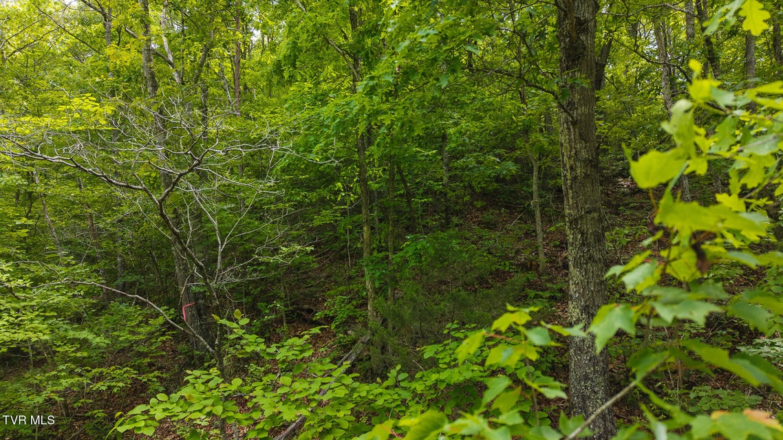 Photo #16: 0 Avondale Hollow Road