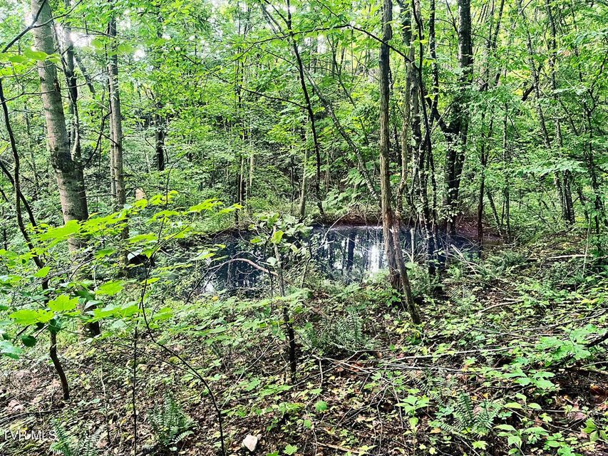 Photo #60: 1098-1 Paint Mountain Road