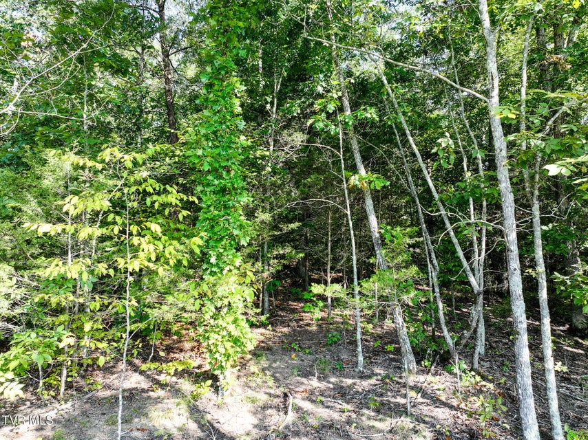 Photo #38: 3030 Poplar Springs Rd