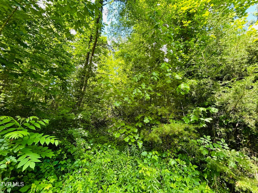 Photo #8: Tbd Mountain Loop Road