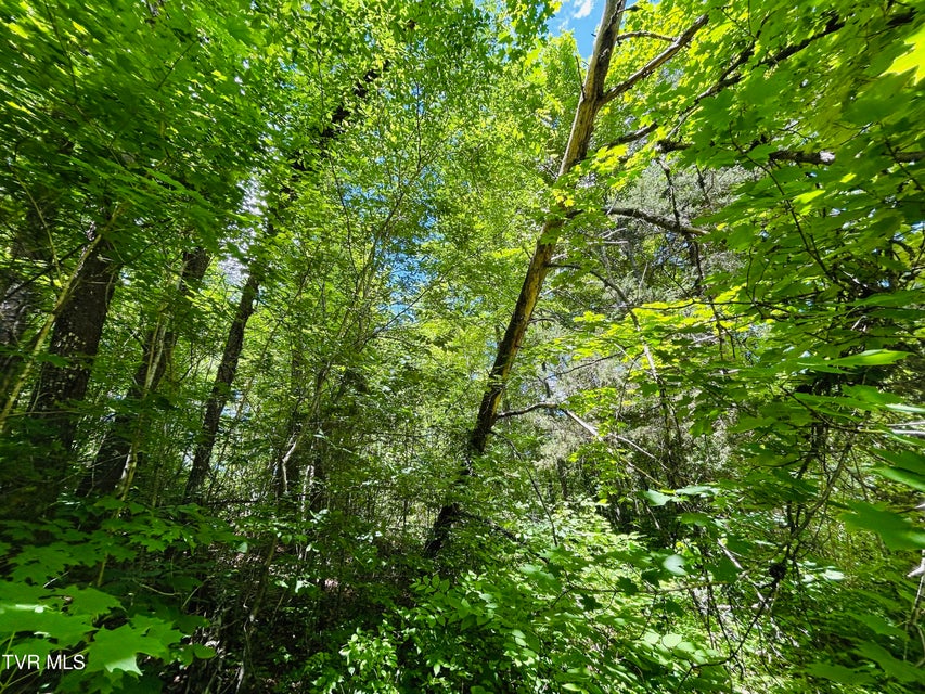 Photo #14: Tbd Mountain Loop Road