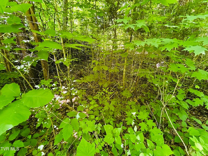 Photo #15: Tbd Mountain Loop Road