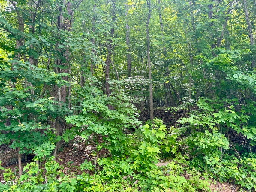 Photo #3: Lot 21 Country Drive