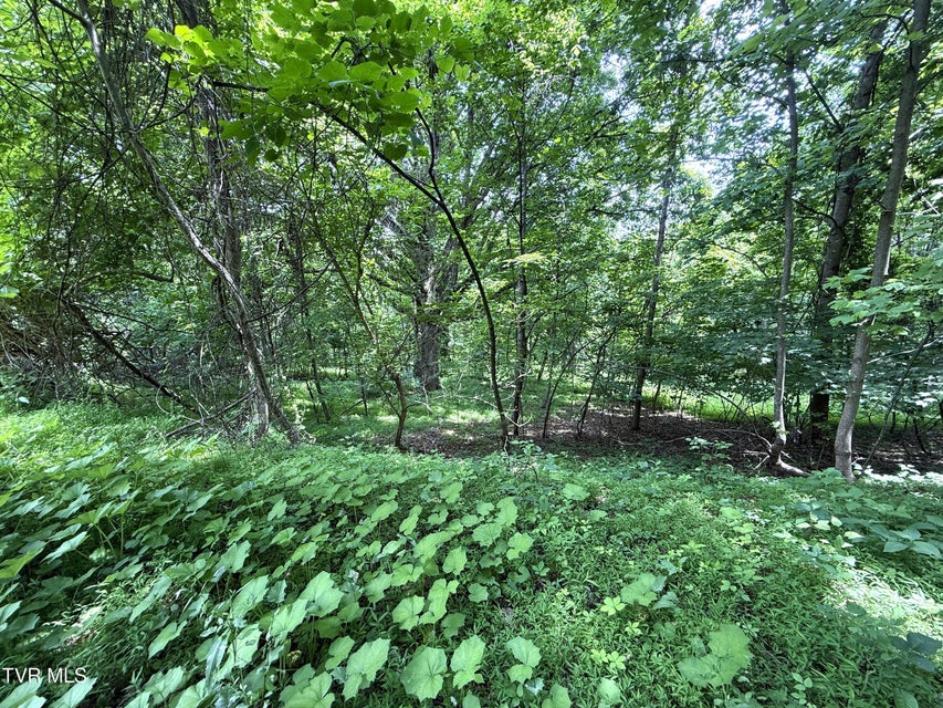 Photo #2: 5.74 Acres Bailey Cemetery Road