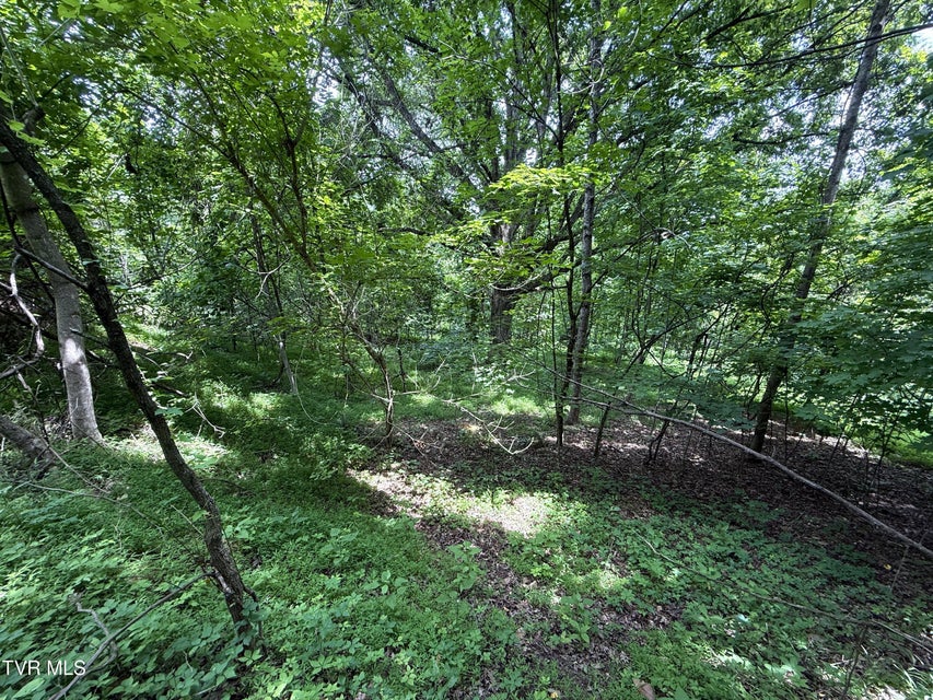 Photo #3: 5.74 Acres Bailey Cemetery Road