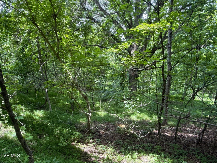 Photo #4: 5.74 Acres Bailey Cemetery Road