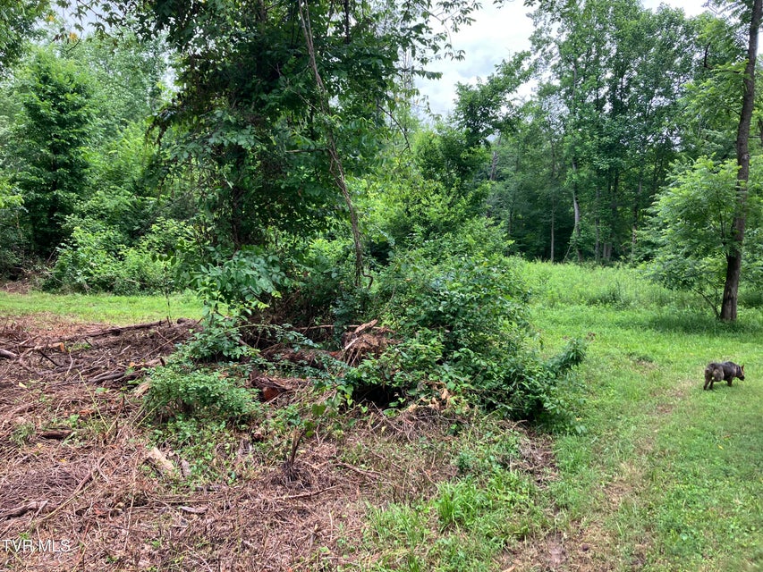 Photo #11: Tbd Treadway Trail