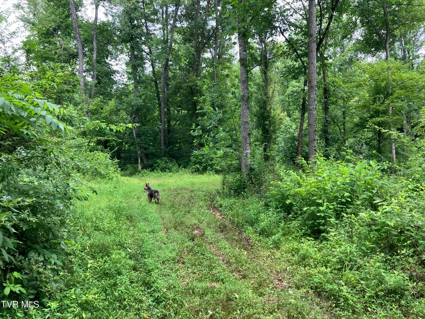 Photo #13: Tbd Treadway Trail