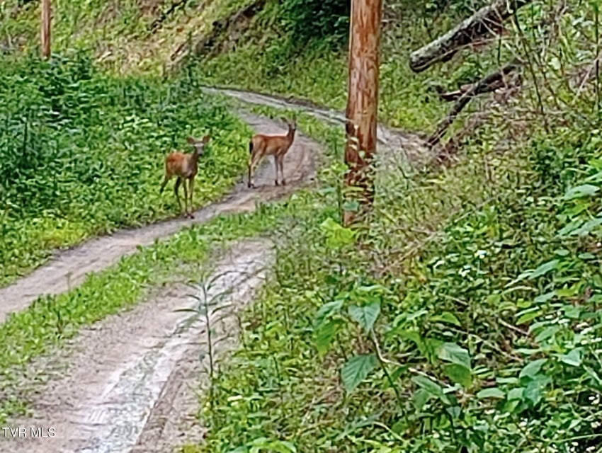 Photo #51: 950 Caney Creek Lane