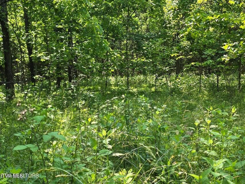 Photo #3: Tbd Union Church Road