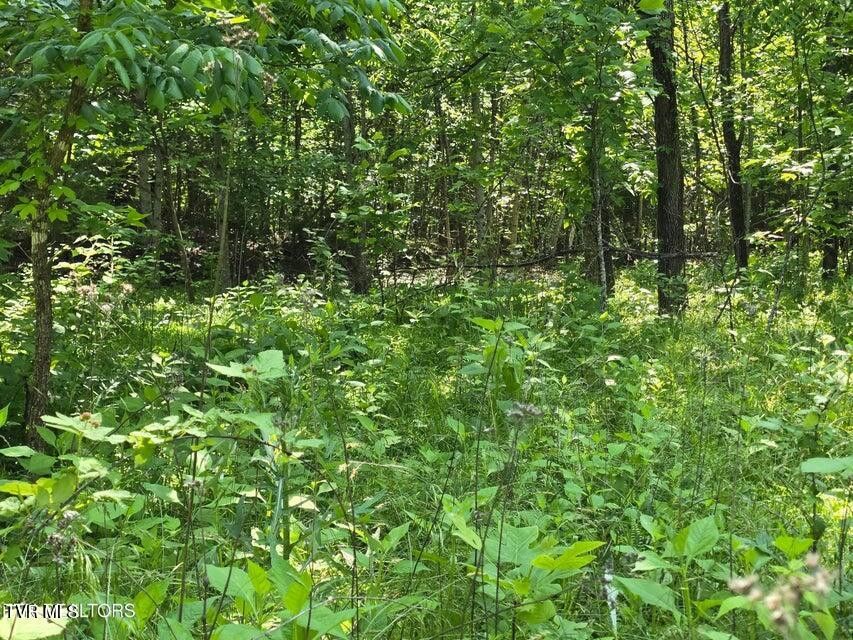 Photo #4: Tbd Union Church Road