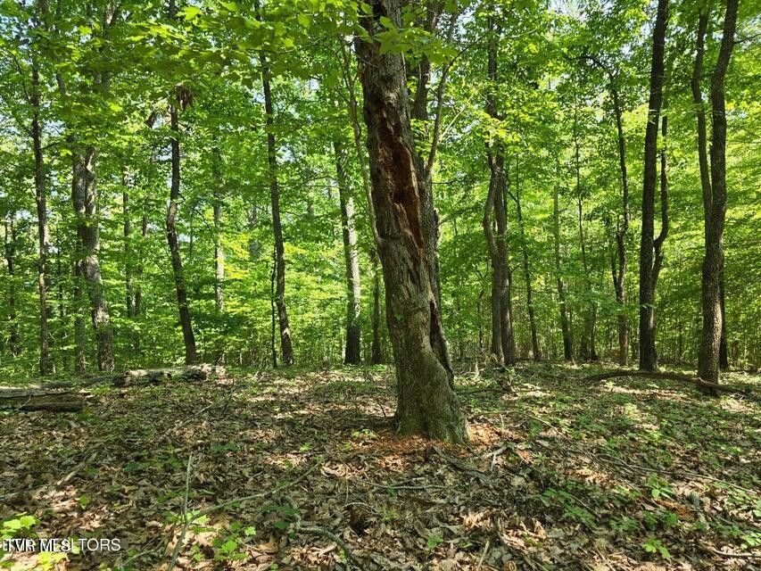 Photo #26: Tbd Union Church Road