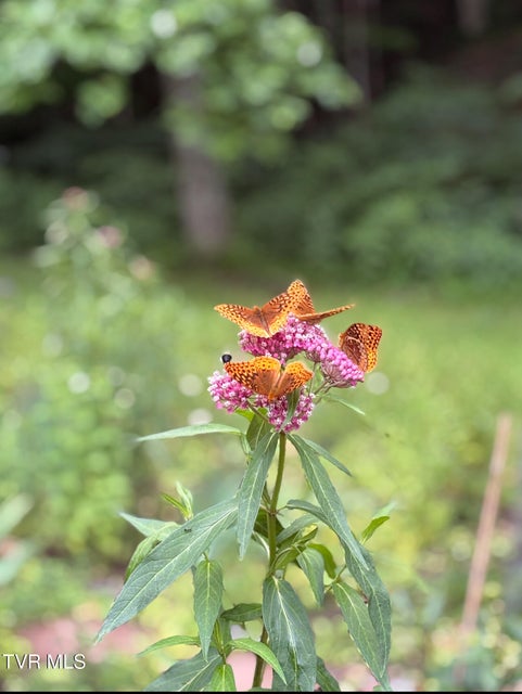 Photo #12: 103 Meadow Springs Court