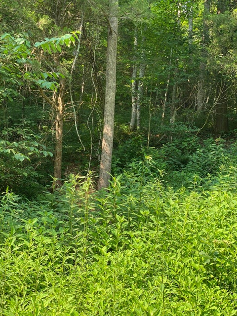 Photo #12: Lot 23 W Of Dry Hill Road