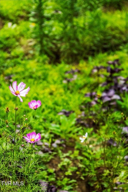 Photo #34: 225 John Glover Road
