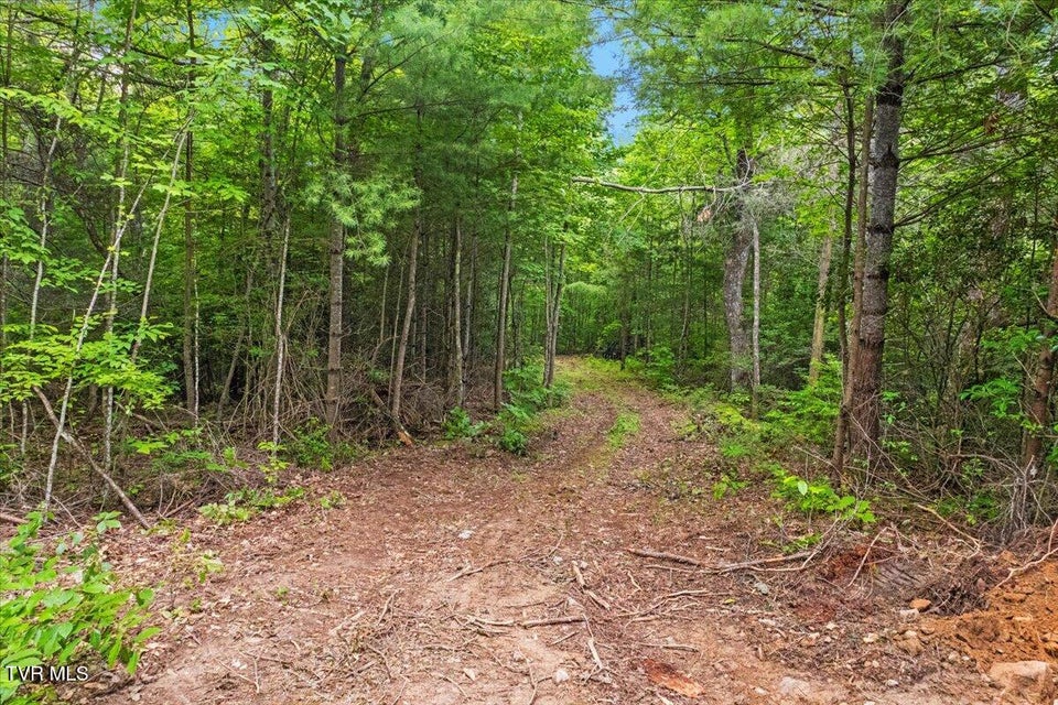 Photo #60: 225 John Glover Road