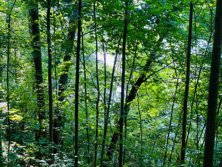 Photo #11: Lot 16 Diamond Point Drive