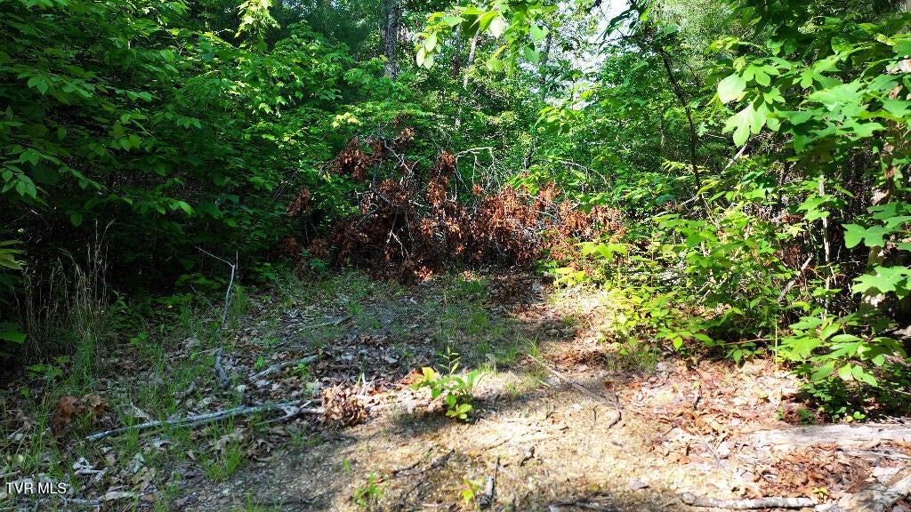 Photo #26: 1405 Tamarack Court