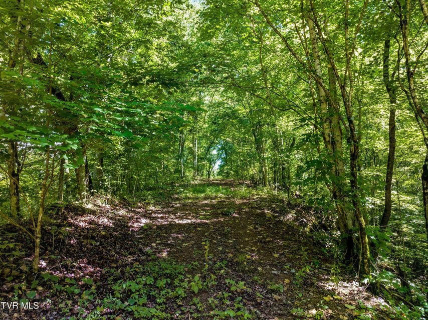 Photo #4: 00 Shortt 10.25 Acres Road