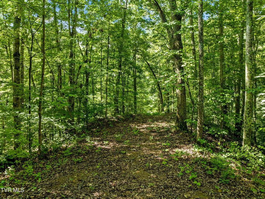 Photo #6: 00 Shortt 10.25 Acres Road