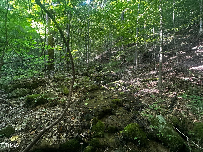 Photo #4: Tbd Clinch Mountain Road