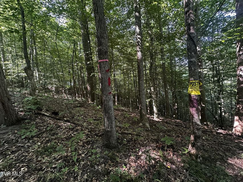 Photo #9: Tbd Clinch Mountain Road