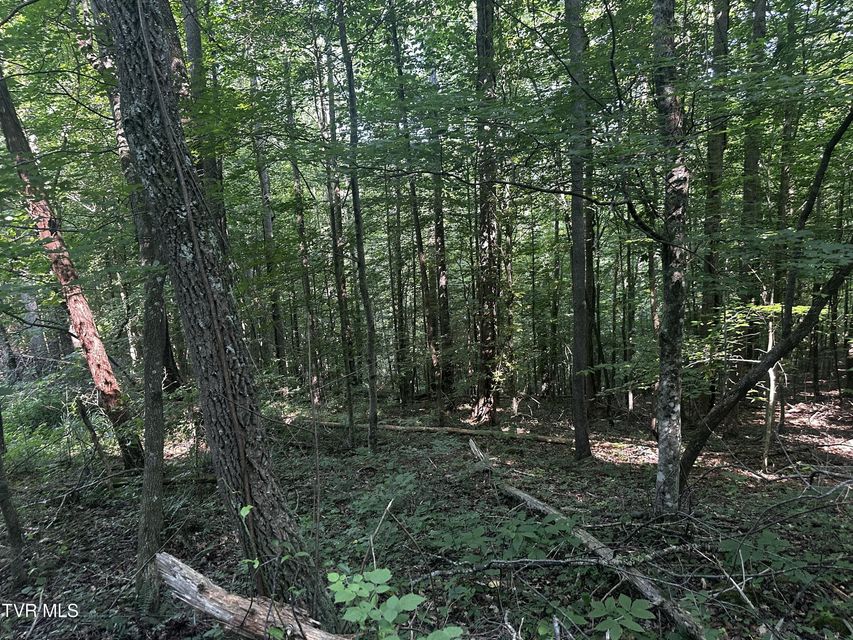 Photo #10: Tbd Clinch Mountain Road